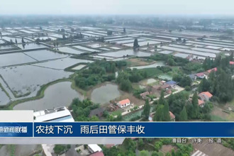 农技下沉 雨后田管保丰收