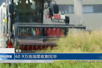 安乡：60.9万亩油菜收割完毕