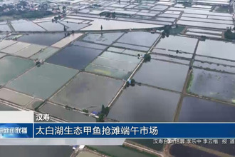 汉寿：太白湖生态甲鱼抢滩端午市场