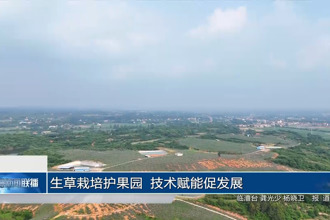 生草栽培护果园 技术赋能促发展