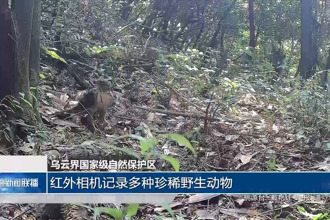 乌云界国家级自然保护区：红外相机记录多种珍稀野生动物