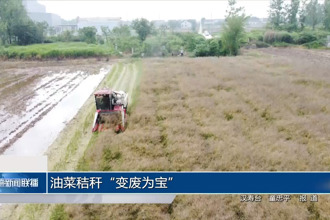 油菜秸秆