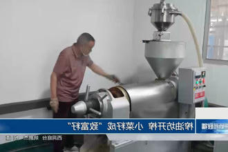 榨油坊开榨 小菜籽成