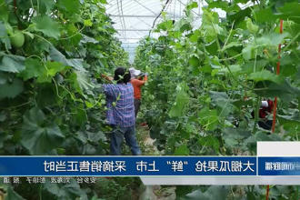 大棚瓜果抢