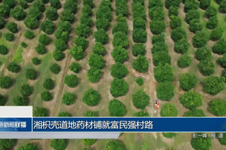 湘枳壳道地药材铺就富民强村路