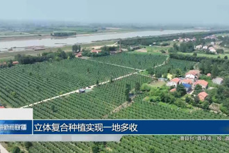 立体复合种植实现一地多收