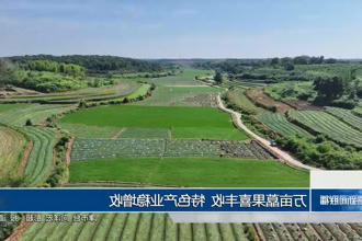 万亩藠果喜丰收 特色产业稳增收
