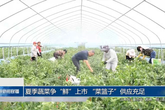 夏季蔬菜争