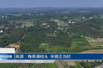 桃源：梅香满枝头 采摘正当时