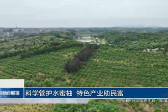 科学管护水蜜柚 特色产业助民富