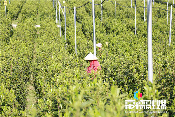 澳门新葡新京在线