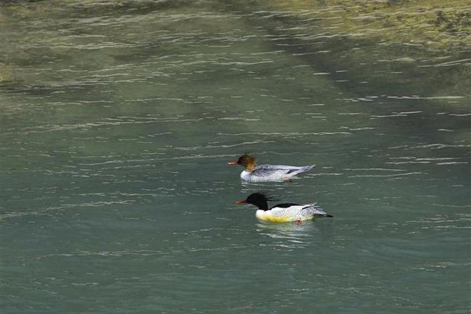 戏水仙阳湖