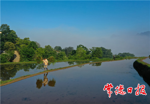 云上稻田