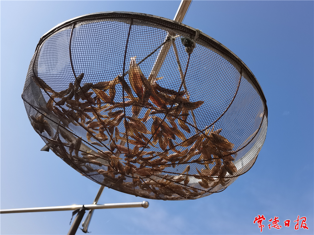 sj向敏-