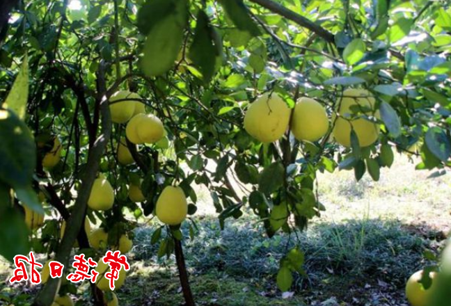 澳门新葡新京在线