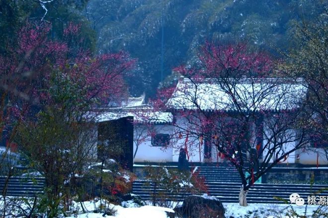 【新澳门葡京在线娱乐】飞雪至仙境 红梅绽枝头