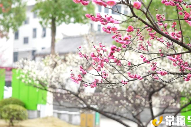【汉寿】早春梅花盛开 点缀龙阳 