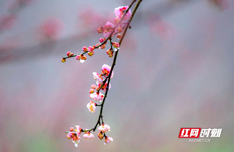 严寒之中，大雪之下，梅花当百花之先，独天下而春。近日，在湖南安乡玖源旅游区，梅花绽放，独自芬芳的梅花，让人流连忘返。