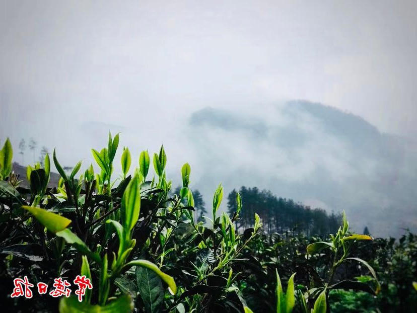澳门新葡新京在线