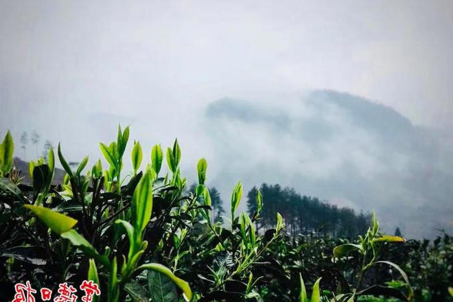 澳门新葡新京在线