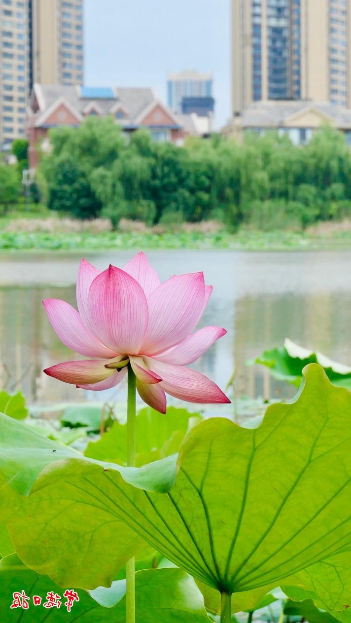 澳门新葡新京在线