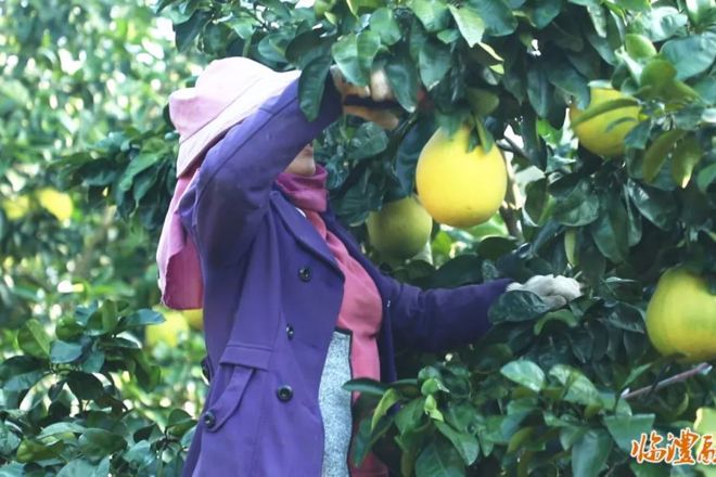 【经济】临澧香水柚抢