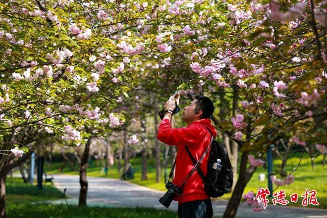【组图】常德：春日