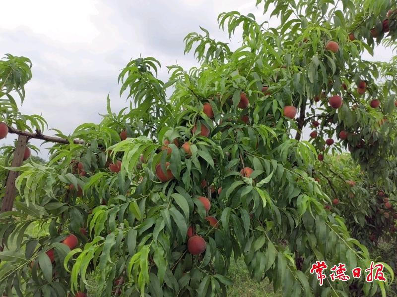 澳门新葡新京在线