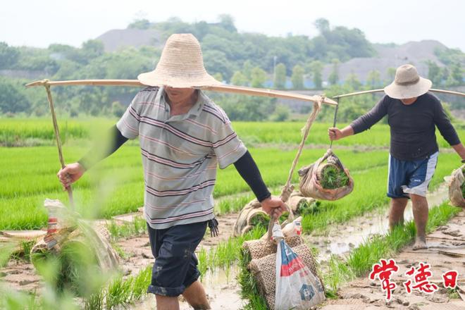 【摄影报道】芒种时节好