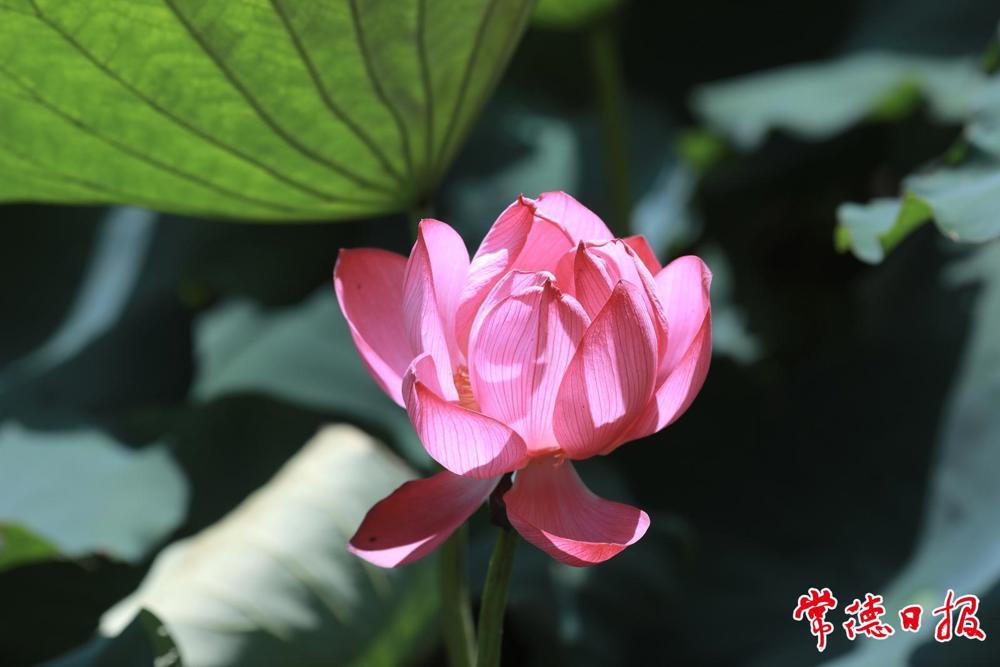 澳门新葡新京在线