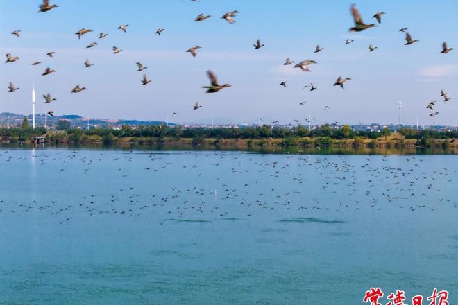 【组图】万余只候鸟