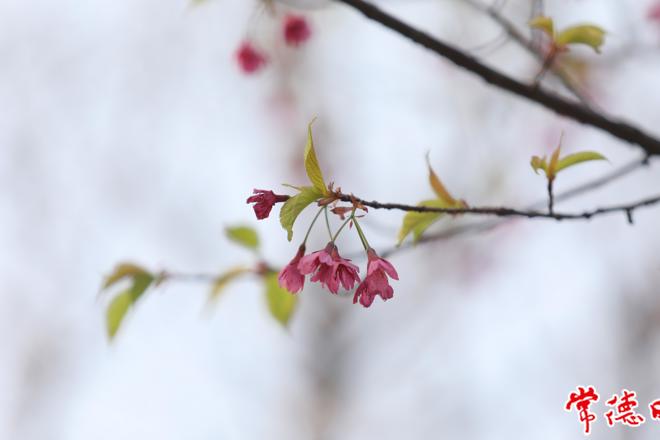 【组图】西江月·二十四节气之春