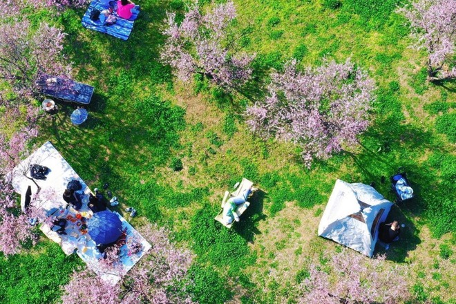 【组图】柳叶湖畔桃花开 踏青露营赏春光