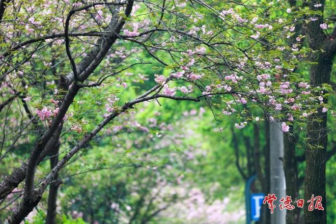 【组图】常德屈原公园：樱花探出墙 美景入画来