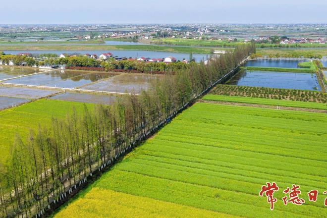 【组图】万杉长廊：湖乡大地上的绿色长诗