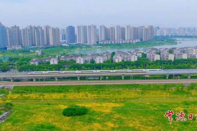 【组图】高铁遇上金鸡菊