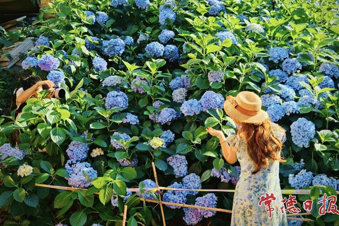 【组图】古大同绣球盛放 夏日浪漫如约而至