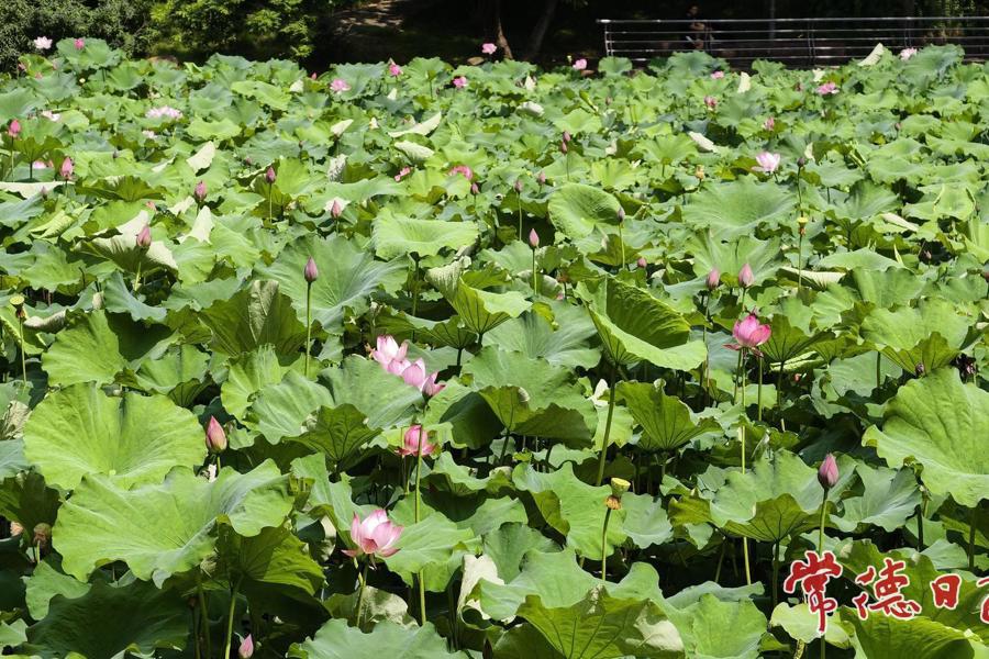 【组图】荷塘绽芳姿 常德夏日荷景次第登场