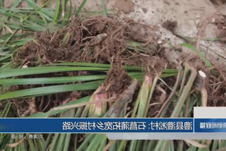 澳门新葡新京在线